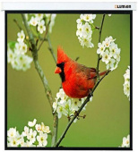 Экран Lumien 220x220см Master Picture LMP-100129 1:1 настенно-потолочный рулонный от магазина РЭССИ