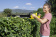 Картинка Кусторез Karcher HGE 18-50аккум. (1.444-241.0) от магазина РЭССИ Кусторез Karcher HGE 18-50аккум. (1.444-241.0) от магазина РЭССИ