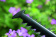 Картинка Кусторез Bosch EasyHedgeCut 55 (0600847C02) от магазина РЭССИ Кусторез Bosch EasyHedgeCut 55 (0600847C02) от магазина РЭССИ
