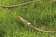 Шланг Gardena Highflex 3/4" 50м поливочный (18085-20.000.00) от магазина РЭССИ
