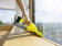 Картинка Мойщик окон Karcher WV 6 Plus шир.скреб.:280мм пит.:от аккум. желтый/черный от магазина РЭССИ Мойщик окон Karcher WV 6 Plus шир.скреб.:280мм пит.:от аккум. желтый/черный от магазина РЭССИ