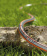 Картинка Шланг Gardena Highflex 10x10 1/2" 20м поливочный армированный (18063-20.000.00) от магазина РЭССИ Шланг Gardena Highflex 10x10 1/2" 20м поливочный армированный (18063-20.000.00) от магазина РЭССИ